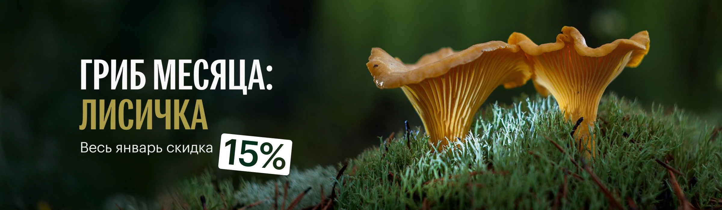 Гриб месяца - Лисичка